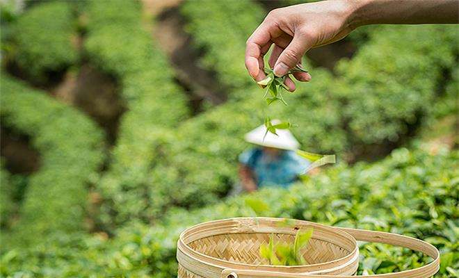 中国“茶产业”发展趋势分析